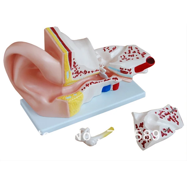 цена ISO Giant Ear Anatomical Model, Ear Model