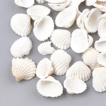 

1000g Jewelry Scallop Sea Shells Seashells Charms for Fish Tank Home Decorations Beach Theme Party DIY Crafts 10~20x8~15x2~7mm
