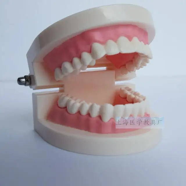 Стоматологическая стоматология модель простая зубов|teeth model|model teethtooth model |
