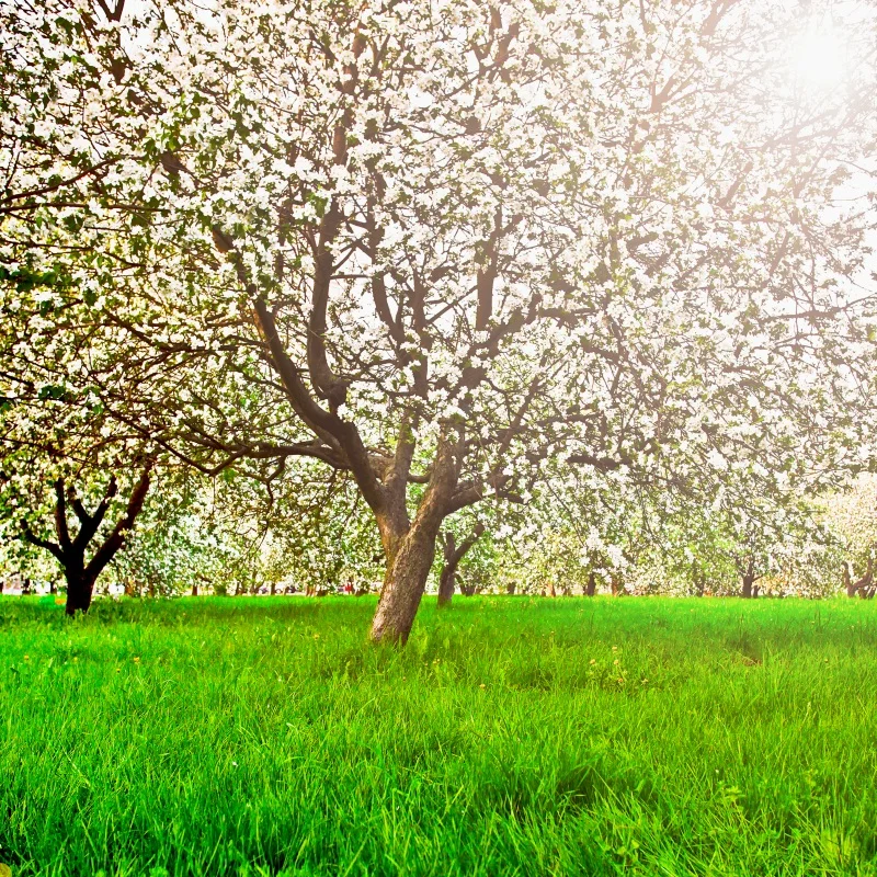 

Laeacco Spring Green Grassland Flower Trees Landscape Photography Backgrounds Vinyl Seamless Backdrops Props For Photo Studio