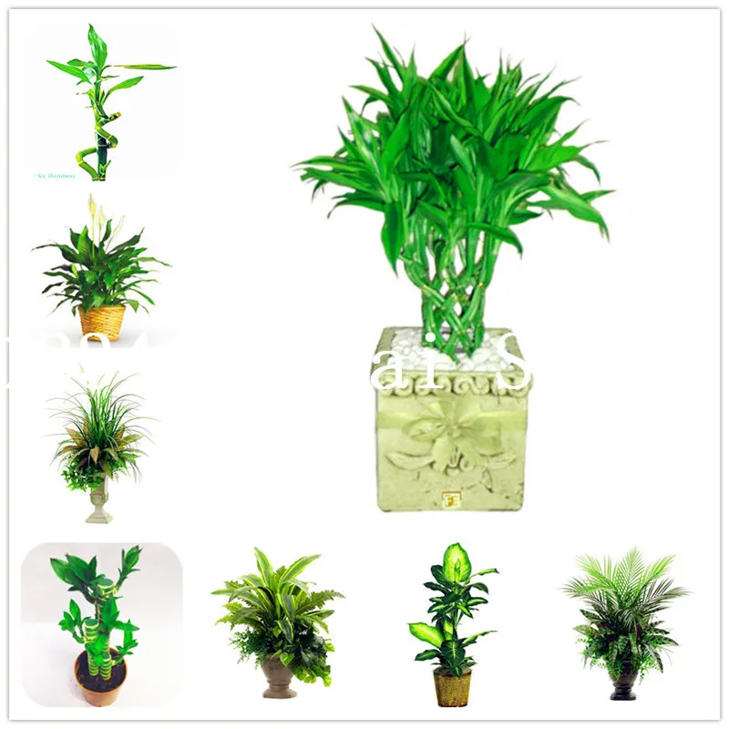 50 Pcs Bonsai Bamboo Plant Outdoor Potted Plants Bambusa Lako Tree 50 Pcs Bonsai Bamboo Plant Outdoor Potted Plants Bambusa Lako Tree For Garden Radiation Absorption Easy Planting In From Home On