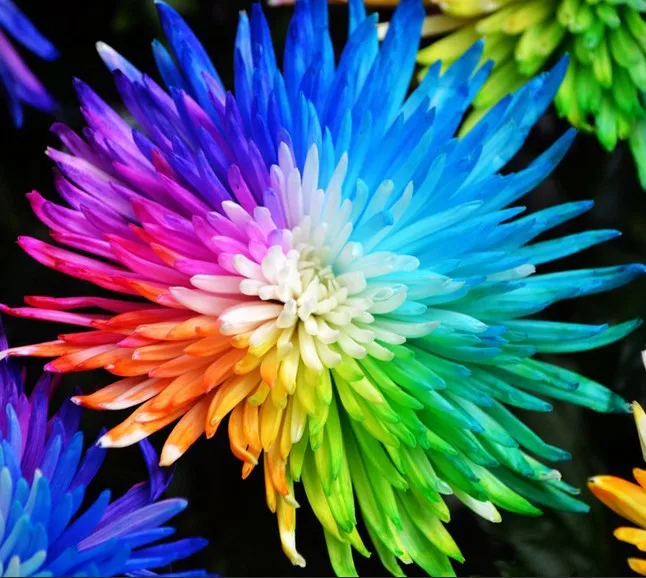 Real Rainbows Real Rainbows