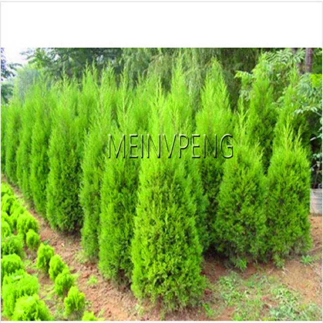 Genuine Cypress Trees Plant Conifer Bonsai Diy Home Garden 20pcs Bag Cypress Trees Plant Conifer Bonsai Diy Home Garden 20pcs Bag Wq3ecr