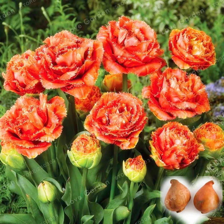 Big Promotion!2 Bulbs True Tulip Bulbs,Tulip Flower,Tulipanes Flower Plant For Garden plants(Not Tulip Bonsai)Flower Bulbs Symb