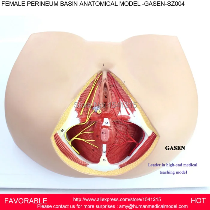 Женская модель вагины гениталий, медицинская модель репродуктивной системы Анатомия женской промежности MODEL-GASEN-SZ004