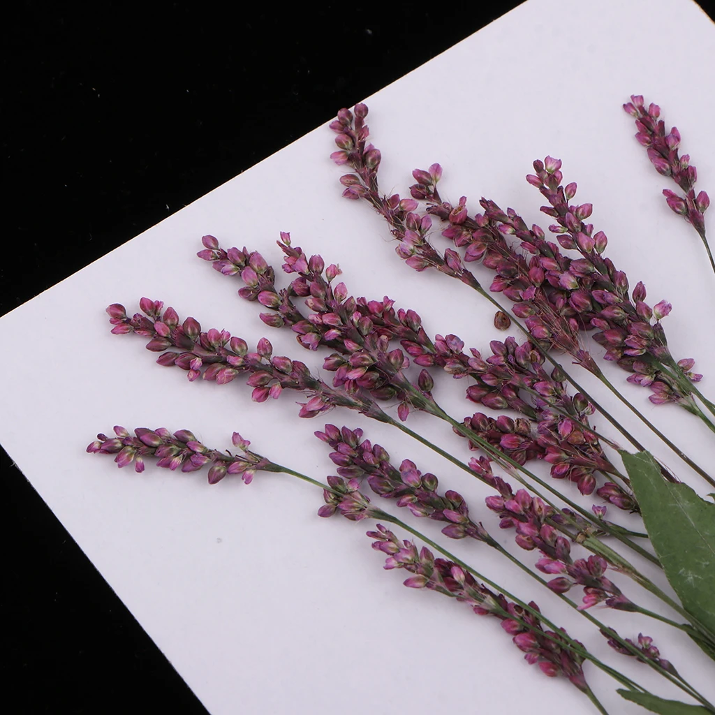 12Pcs Real Natural Pressed Leaves Dried Persicaria Hydropiper Flowers DIY Scrapbooking Phone Cover Crafts Festive Party Supplies