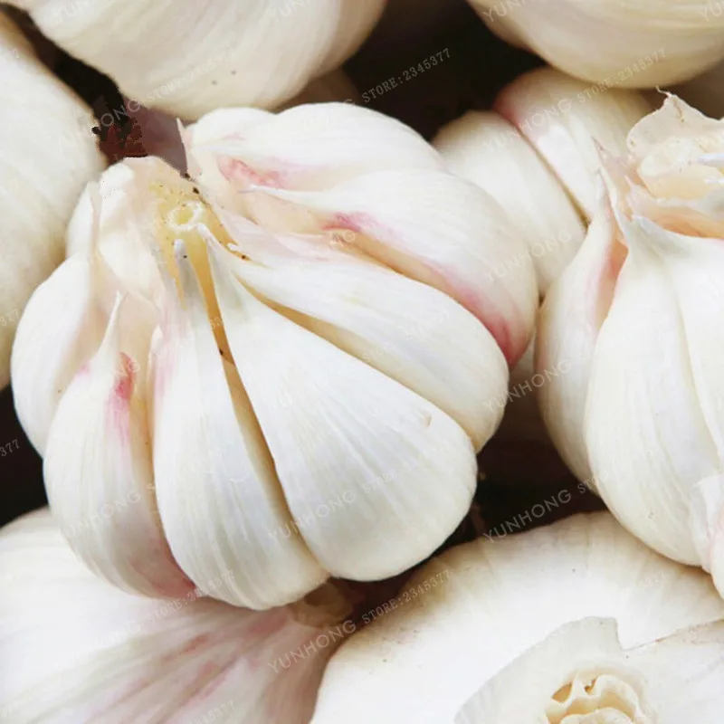 

100 Pcs/Bag Garlic Bonsai Rare Healthy Vegetable Bonsai Organic Green Plant For Home Garden Pot