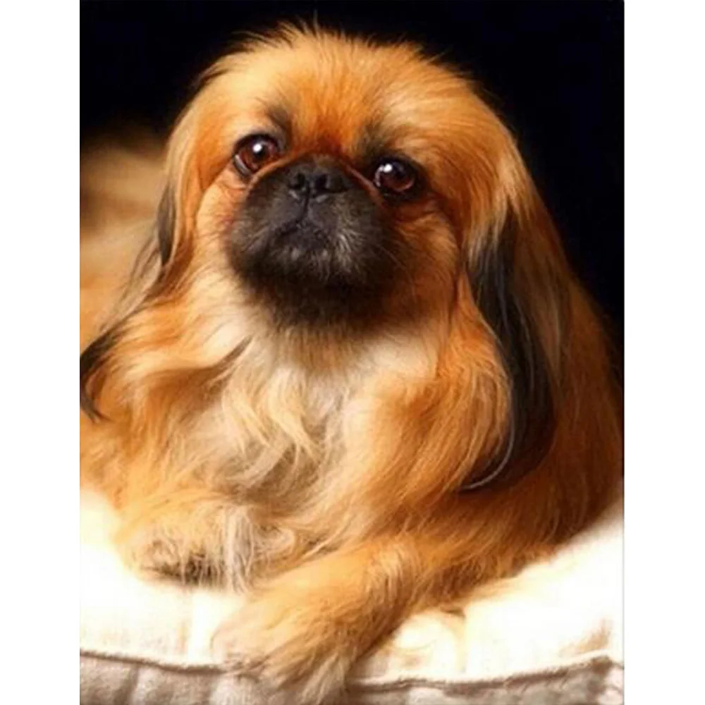 

Diamond Embroidery 5D DIY Diamond Painting Animal dog Diamond Painting Cross Stitch Rhinestone Decor Animal KL411