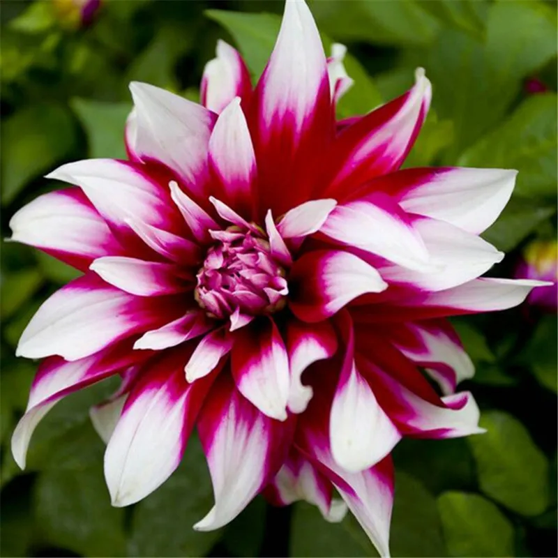 

Perennial Flowers Garden Vary Colors Dahlias Gorgeous flower,Balcony potted plant for home garden Ornaments 100 pcs easy grow 60