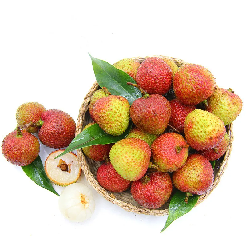 

10 Pcs Lychee Bonsai Outdoor Fruit Tree Bonsai For Home Garden Planting Leechee Fruit Bonsai Succulent Plants DIY Home Garden