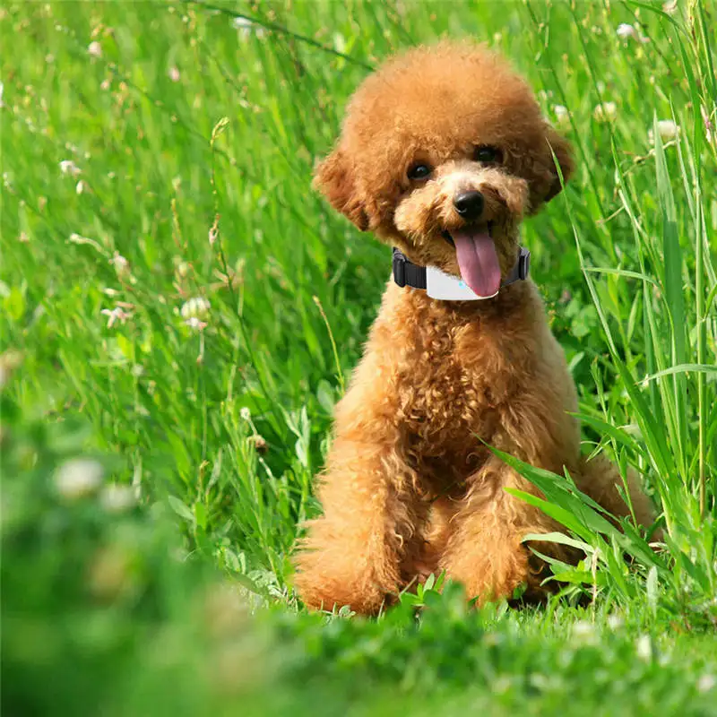 gps finder for pets 