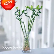 Хит продаж! Счастливый карликовый бамбук в горшке маленькие