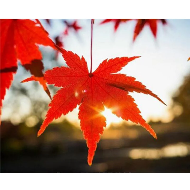 HTB1xEavKFXXXXbIXpXXq6xXFXXX3