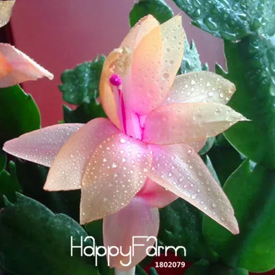 9 Промо-акция! 24 Цвета доступны Редкие Schlumbergera бонсай цветок Schlumbergera Truncatus сад 100 шт./пакет,#21YYK2 - Цвет: 9
