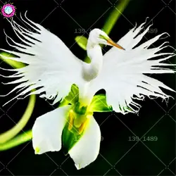 100 шт. редкий цветок Radiata белый Egret Орхидея цветок бонсай видов белый цветок для дома сад горшках посадка растений