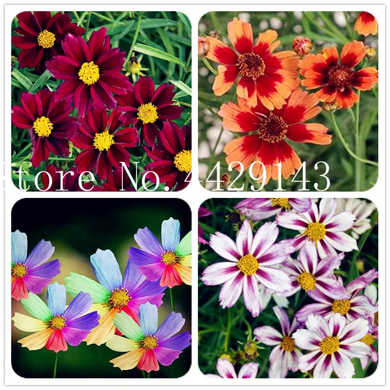 

2018 New Amazing Rainbow Coreopsis Flower Bonsai, 100 pcs Rare Cosmos Chrysanthemum Home Garden Flowers Beautiful Your Garden