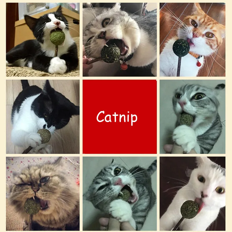 Pawstrip 2 шт./лот леденец кошачья кошка игрушка мяч чистка зубов для кошек снэки палочки 12 см длина