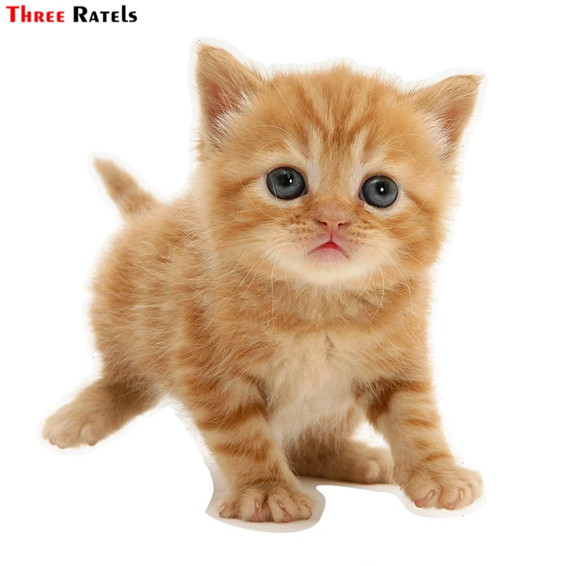 

Three Ratels TZ-1827# 15x16.3cm british shorthair red tabby kitten colorful funny car stickers styling removable decal