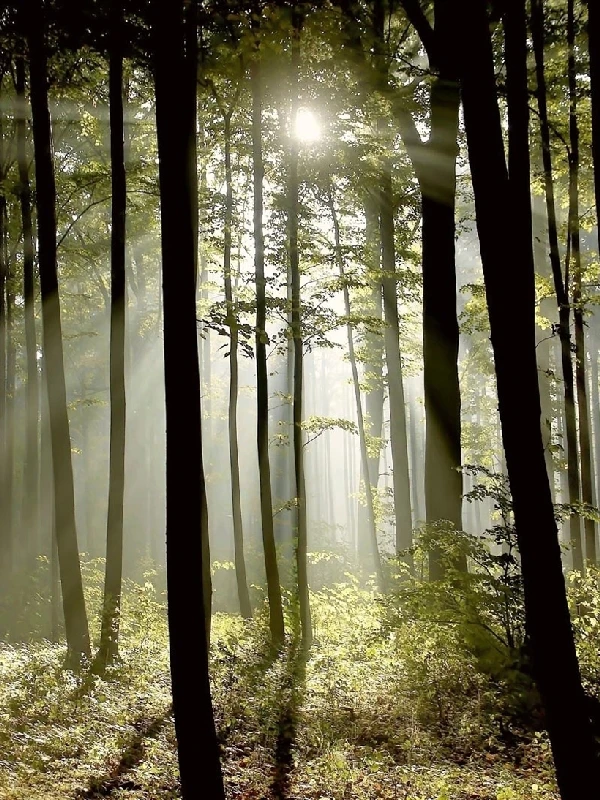 Красивая живописная фотография солнечного света в глубоком лесу полная