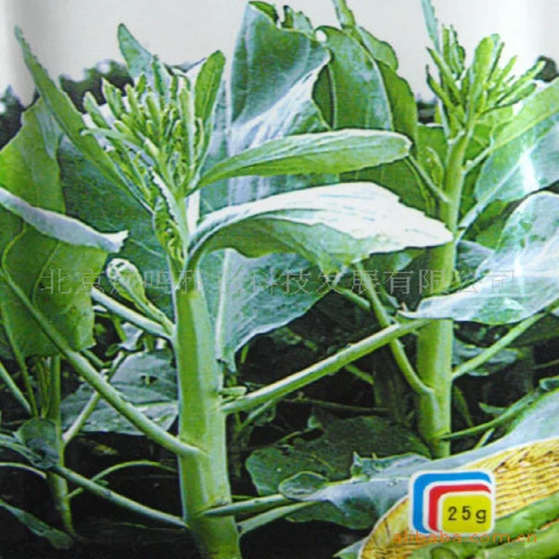 

Hong Kong late flower kale bonsai selling organic vegetable bonsais 20pcs