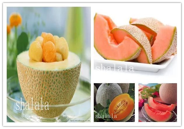 

20pcs cantaloupe Cucumis melo Very sweet fruit Succulent plants Bonsai for garden plant melon germination rate 80 easy to grow