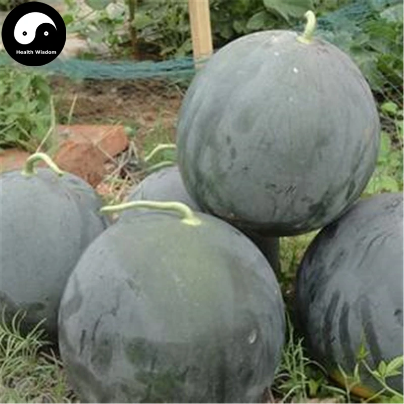 

Buy Watermelon Fruit Semente 50pcs Plant Citrullus Lanatus Round Black Beauty Watermelon