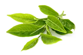 

Tea Tree Essential Oil 100% Pure Natural PREMIUM Therapeutic Grade Oils 15ml Free Shipping