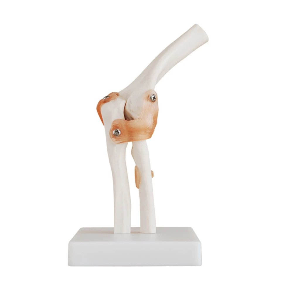 

Life-size Human Elbow Joint Model Anatomy Elbow Joint Medical Model Orthopedics Study Tool