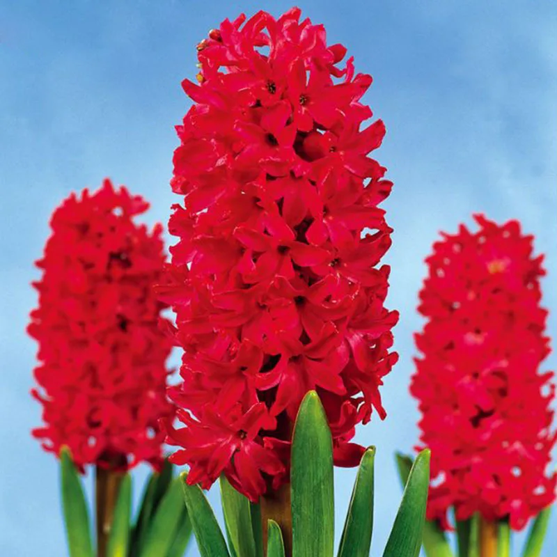 

120 pcs Bonsai Red Hyacinth Balcony Plant Hyacinthus Orientalis Flower Potted Plants for Home&garden