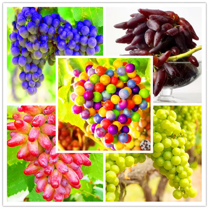

50 Pcs Grape Bonsai Rare Senior Courtyard Plants Natural Growth Grape Delicious Gardening Fruit Plants Home Garden Supplies