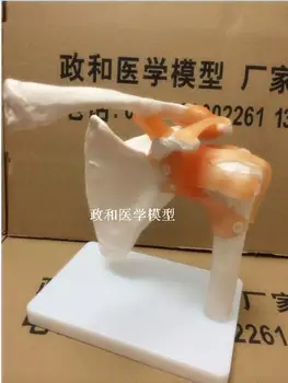 

1:1 nature size shoulder joint ligament model shoulder skelteton scapula model