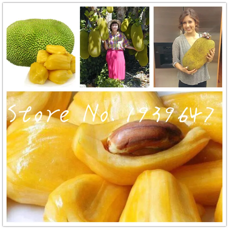 

2 pcs Fresh Jackfruit bonsai Fruit Trees Tropical Rare Giant Tree plant Rare Miracle Fruit Garden plant New Big Flowering