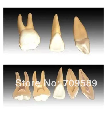 

Plastic Teeth Anatomical Model