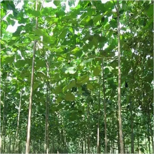

500pcs paulownia elongata New forest tree, fast growing tree - - DIY home garden