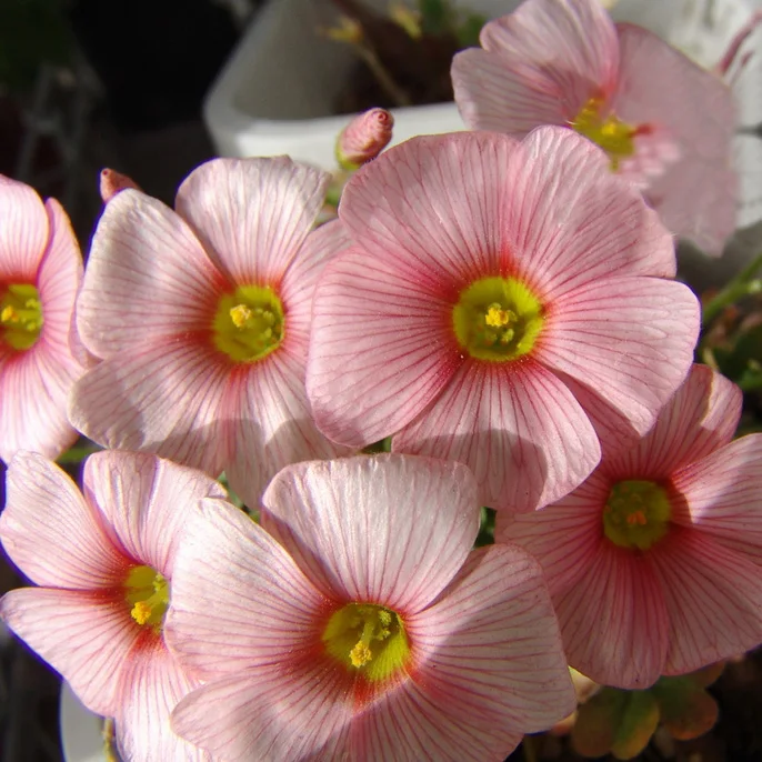 2 pcs rare normal oxalis obtusa blush oxalis flowers bulbs color rotary for garden bulb is small for home garden in bonsai from home garden on - Images Of Flowers To Color 2 2 pcs rare normal oxalis obtusa blush oxalis flowers bulbs color rotary for garden bulb is small for home garden in bonsai from home garden on - Images Of Flowers To Color 2