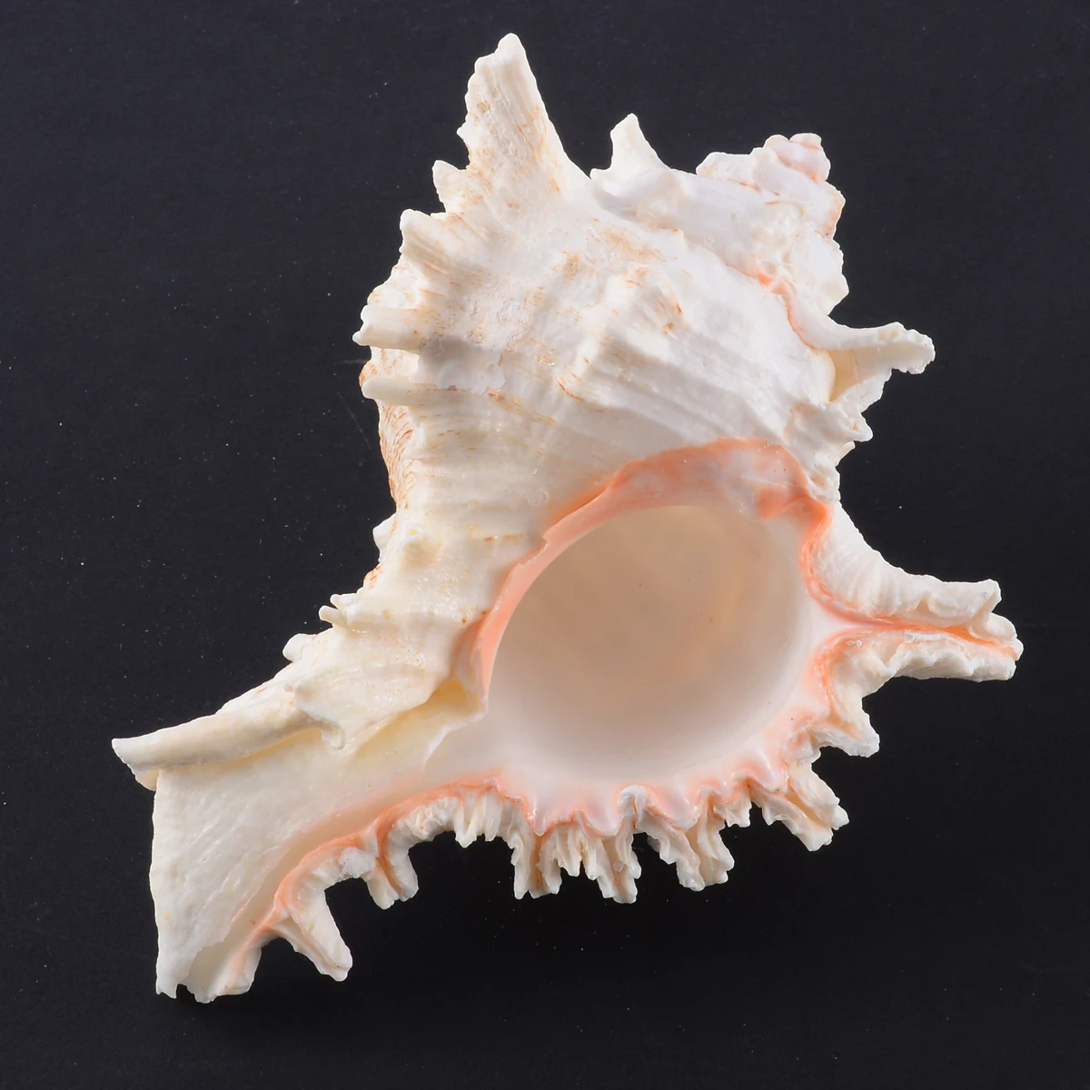 1pc New Large Queen Nautical Shells Conch Natural Seashell Beach As Craft Ornaments Home Decoration Home Furnishings