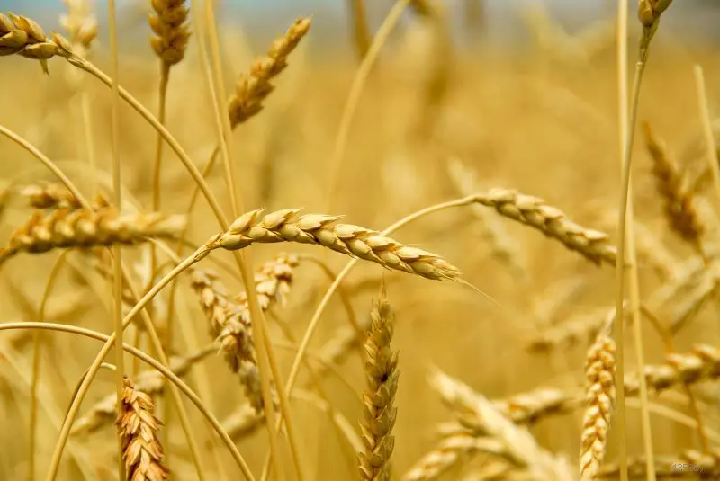 Cheap Vinyl 2.5(W)x3.5(H)m Ear Of Wheat Photo Background Outdoors Photograph Top Quality Customizable Backdrop 8x12ft | Электроника