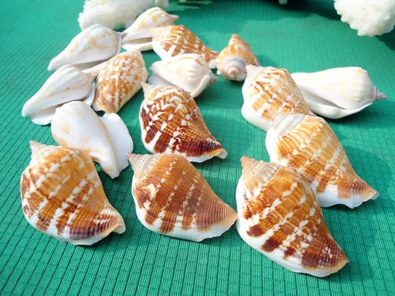 

HappyKiss 5pcs Natural bottles household table fish tank conch DIY manual material stick a wall decoration shells