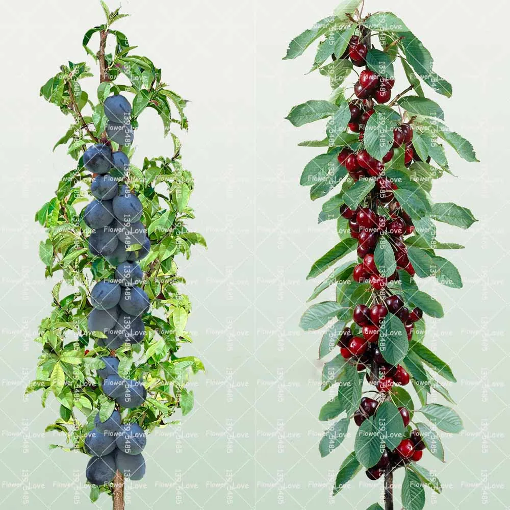 

20pcs bonsai gaint cherry plants rare Organic heirloom fruit plants for home garden ,send 100pcs bonsai blueberry plant as gift