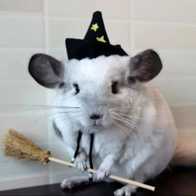 Online Buy Wholesale chinchilla hats from China chinchilla ...