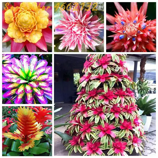

Big promotion at a loss 100 Pcs Colorful Bromeliad Bonsai Rare Vegetable Fruit Garden Succulent Plants Mini Cactus Pots Natural