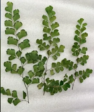 Бесплатная доставка прессованный цветок сушеный DIY Материал maidenhair fern образцы