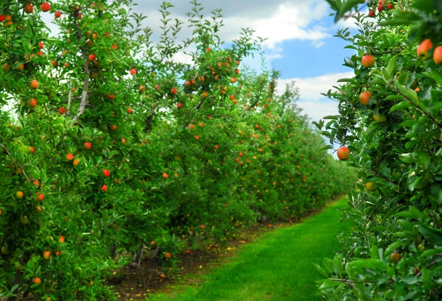 10x6.5 Vinyl Backdrop Photography Background Apple Trees Orchard Garden Fruit Harvest Outdoor Fresh Scenery Natural Photo Background Backdrop Photo Studio Props Adult 10x6.5 Vinyl Backdrop Photography Background Apple Trees Orchard Garden Fruit Harvest Outdoor Fresh Scenery Natural Photo Background Backdrop Photo Studio Props Adult