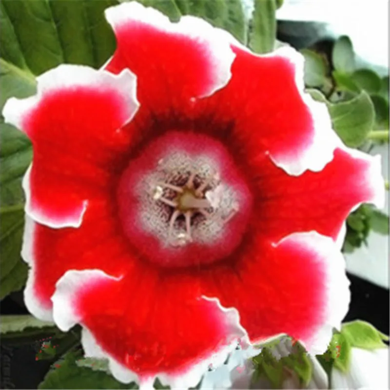 100 pcs Imported Gloxinia Plant Bonsai Perennial Sinningia Gloxinia Flower plants for Home Garden Pot Easy to Grow(da yan tong) 100 pcs Imported Gloxinia Plant Bonsai Perennial Sinningia Gloxinia Flower plants for Home Garden Pot Easy to Grow(da yan tong)