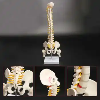 

45CM Human Spine with Pelvic Model Human Anatomical Anatomy Spine Medical Model spinal column model+Stand Fexible