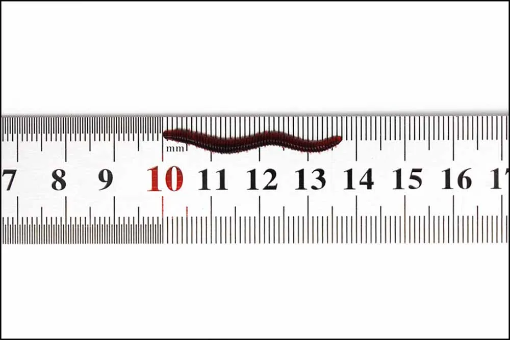 WORM