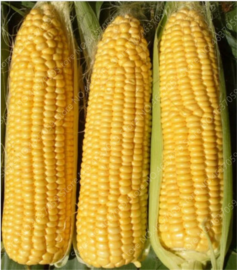 

50 pcs Bonsai Yellow Corn Outdoor Organic Sweet Vegetables Edible Juicy Corn Fruit Plant For Home Garden Flower Pot Planting