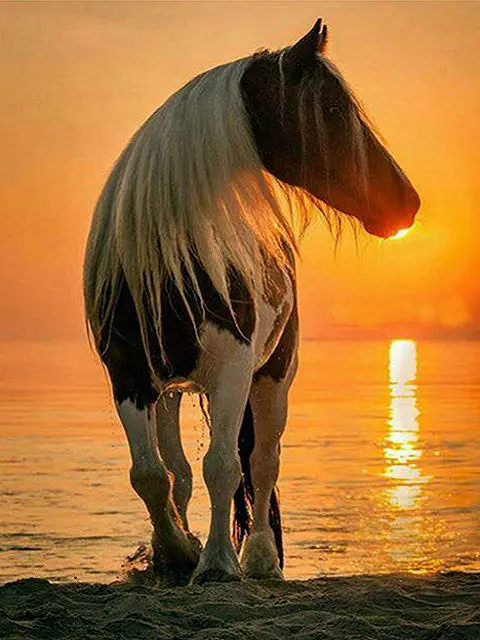 DIY-Diamond-Painting-Sunset-Horse-Mosaic-Pictures-Full-Square-Diamond-Embroidery-Sunset-Horse-Diamond-Mosaic-Animal.jpg_640x640