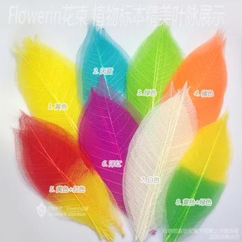 

Flower Invitation Large Veins_DIY Hand Dried Flowers, Plant Specimens, Leaves, Magnolia, Double Color Veins