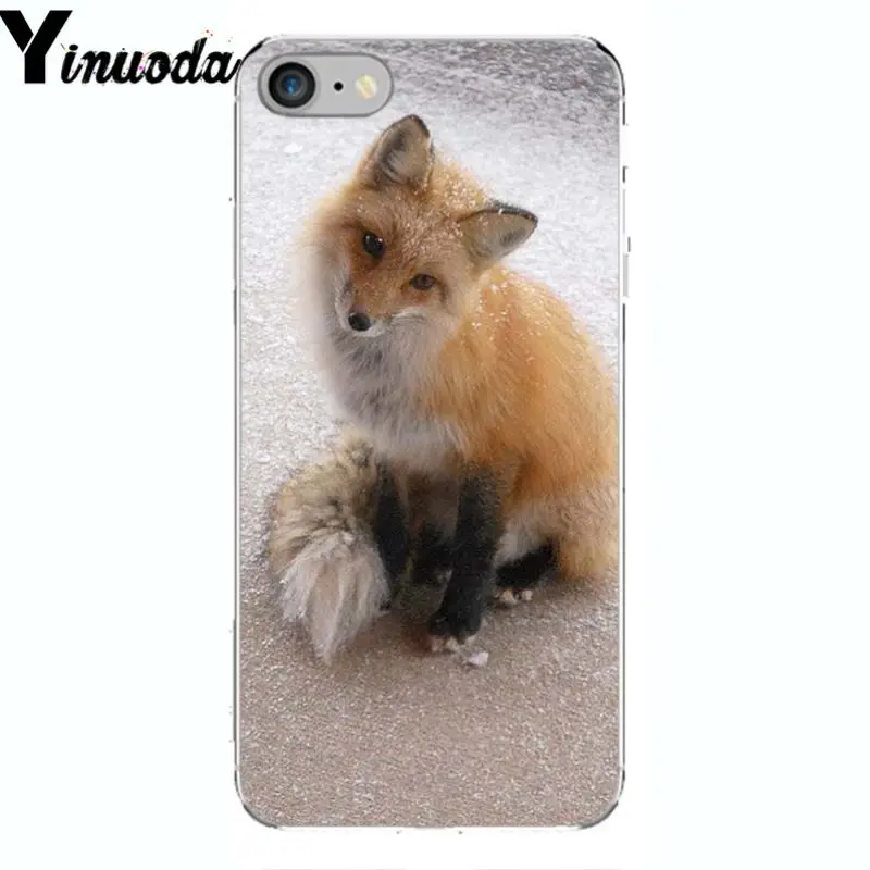 A Fox in The Wild Red Fox 